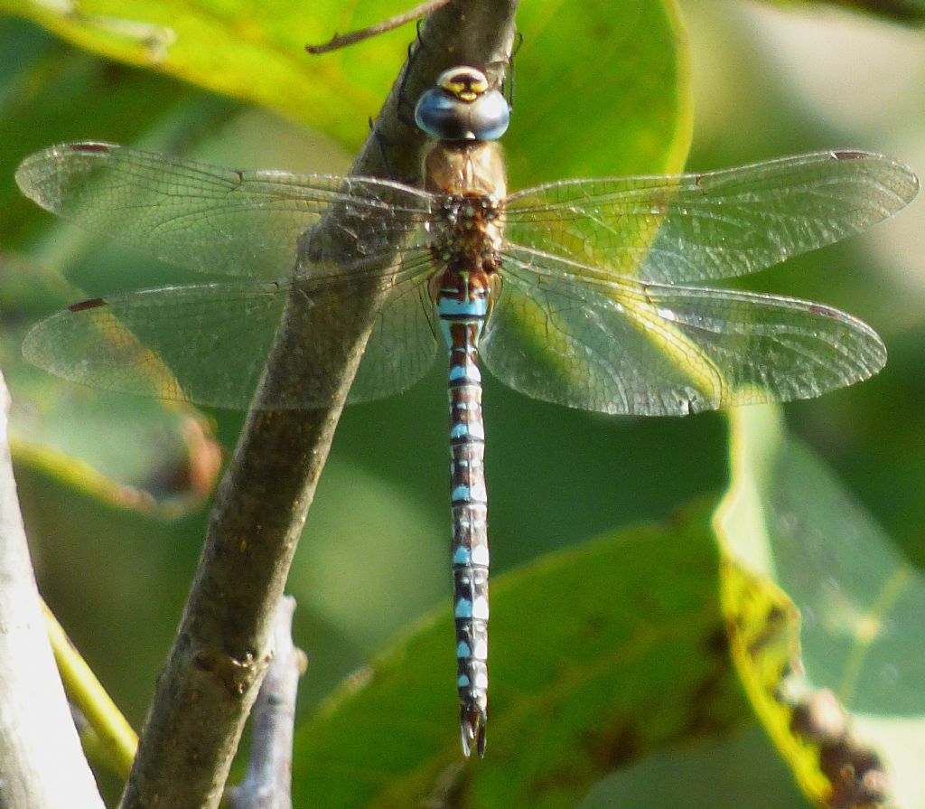 Aeshna mixta